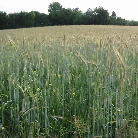 Prázdninový dům In Near Nature Reserve Bemelen