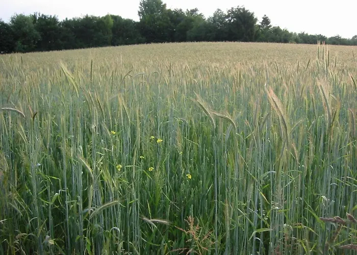 Ferienhaus In Near Nature Reserve Bemelen